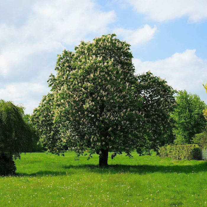 Baumrodung - Versand und Transport von Laubbäume