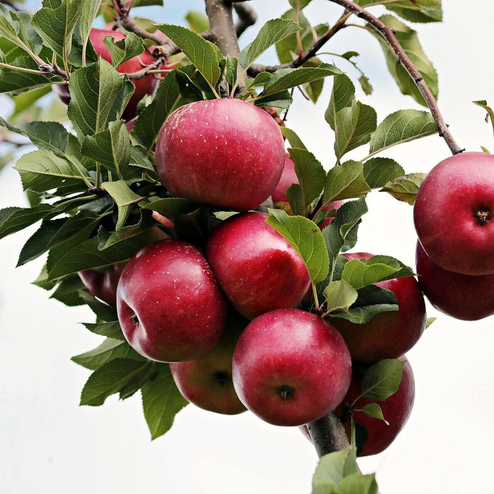 Stammformen der Obstbaumtypen und Obstbäume