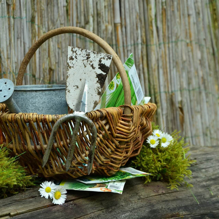 Pflanztipps für mittelhoch wachsende Blumen und Gartenpflanzen