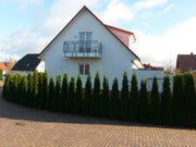 Große Heckenpflanzen immergrün