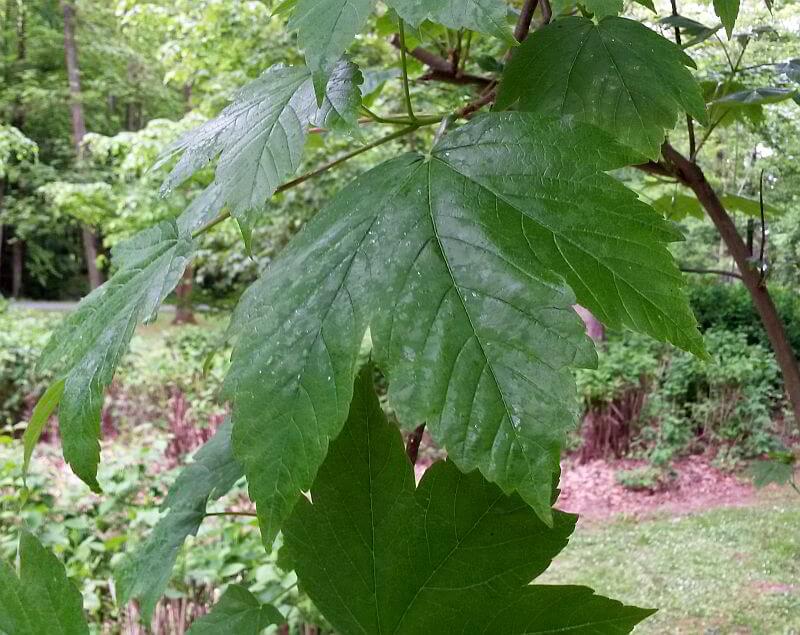 bergahorn-blatt