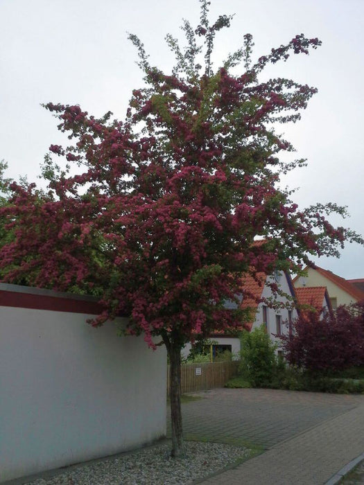 crataegus-laevigata-pauls-scarlet