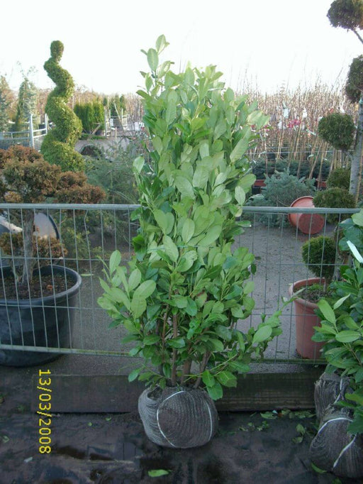 prunus-laurocerasus-rotundifolia