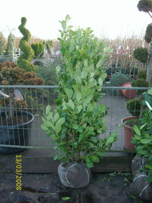 prunus-laurocerasus-rotundifolia