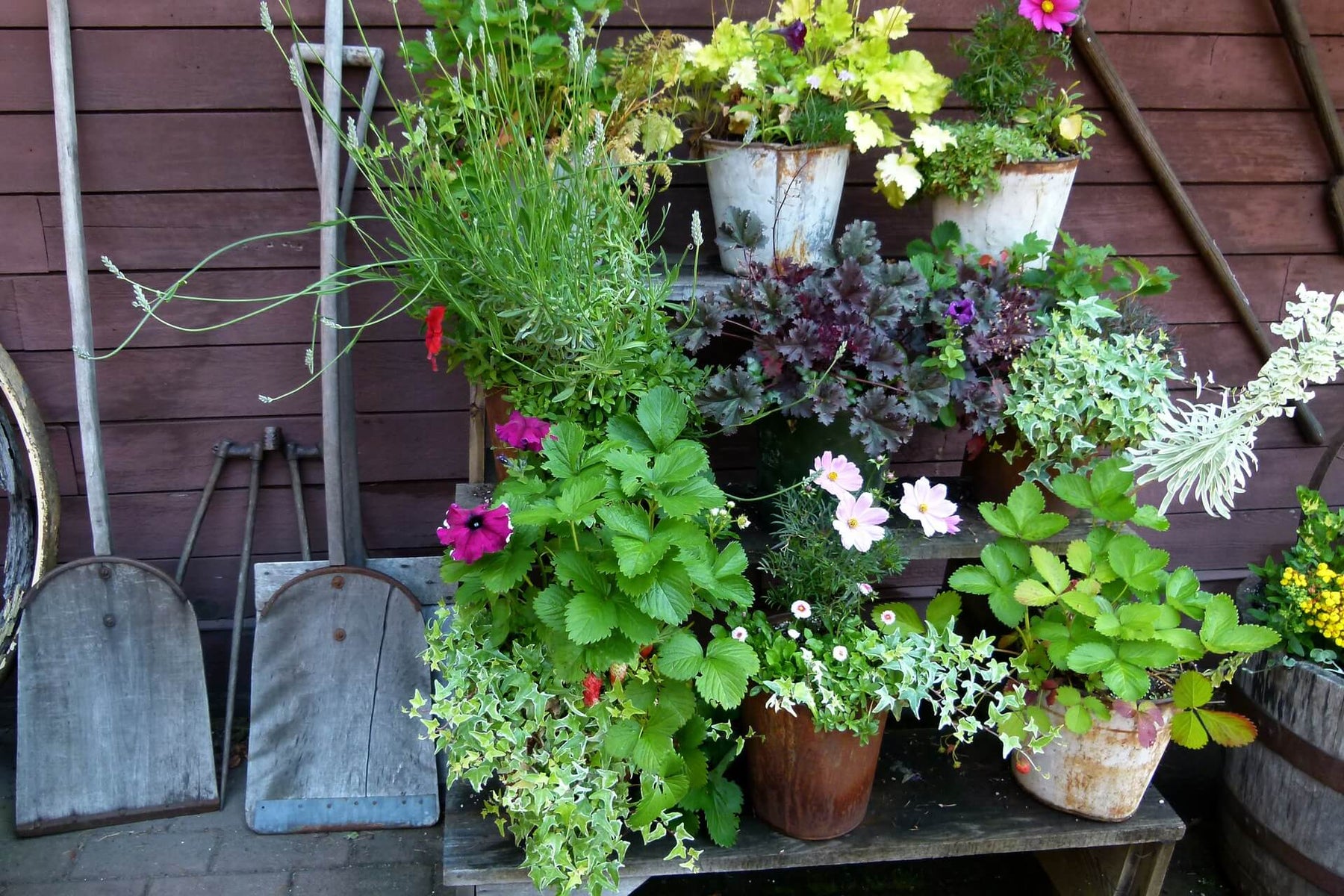 Kübelpflanzen für Balkon oder die Terrasse