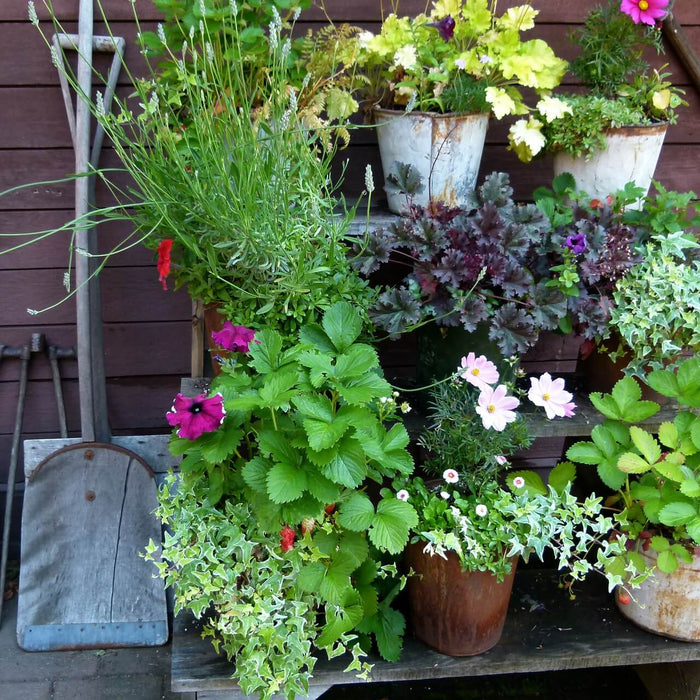 Vorteile und Nachteile pflanzfertiger Topfpflanzen