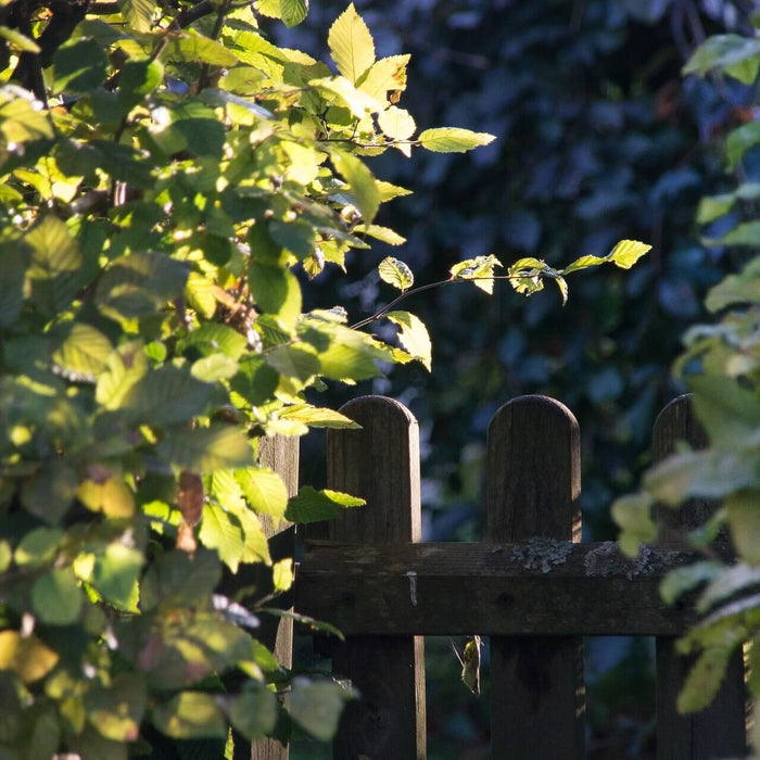 Anpflanzung von Bäume und Sträucher im Garten