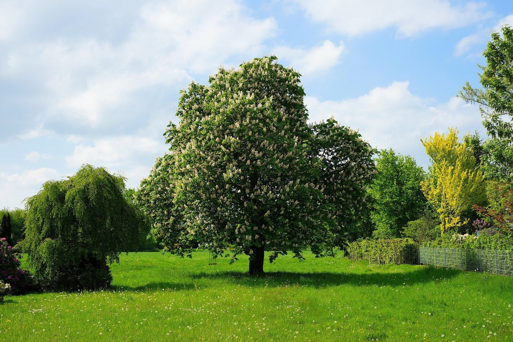 Baumkrankheiten an Kastanien