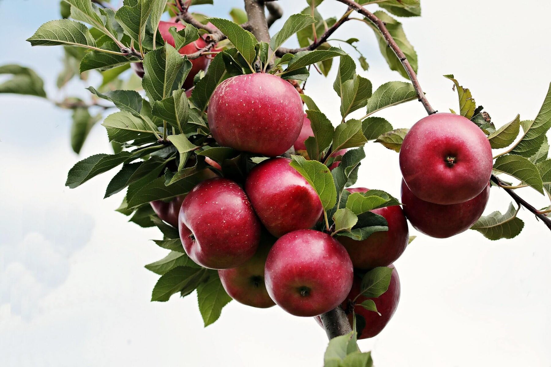 Befruchtersorten für alte Obstbäume und neue Obstsorten