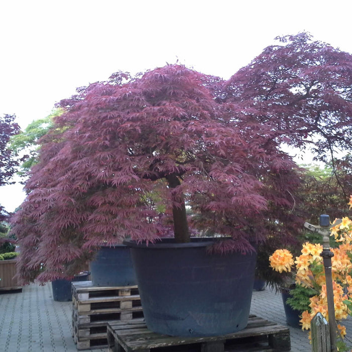 acer-palmatum-dissectum-atropurpureum