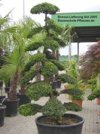 Bonsais für IAA Frankfurt