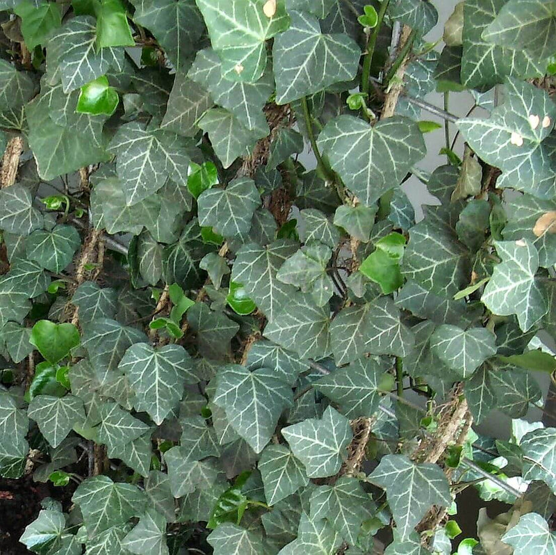 bamboe fargesia Bamboe Fargesia robusta 'Campbell' niet woekerend main image 1