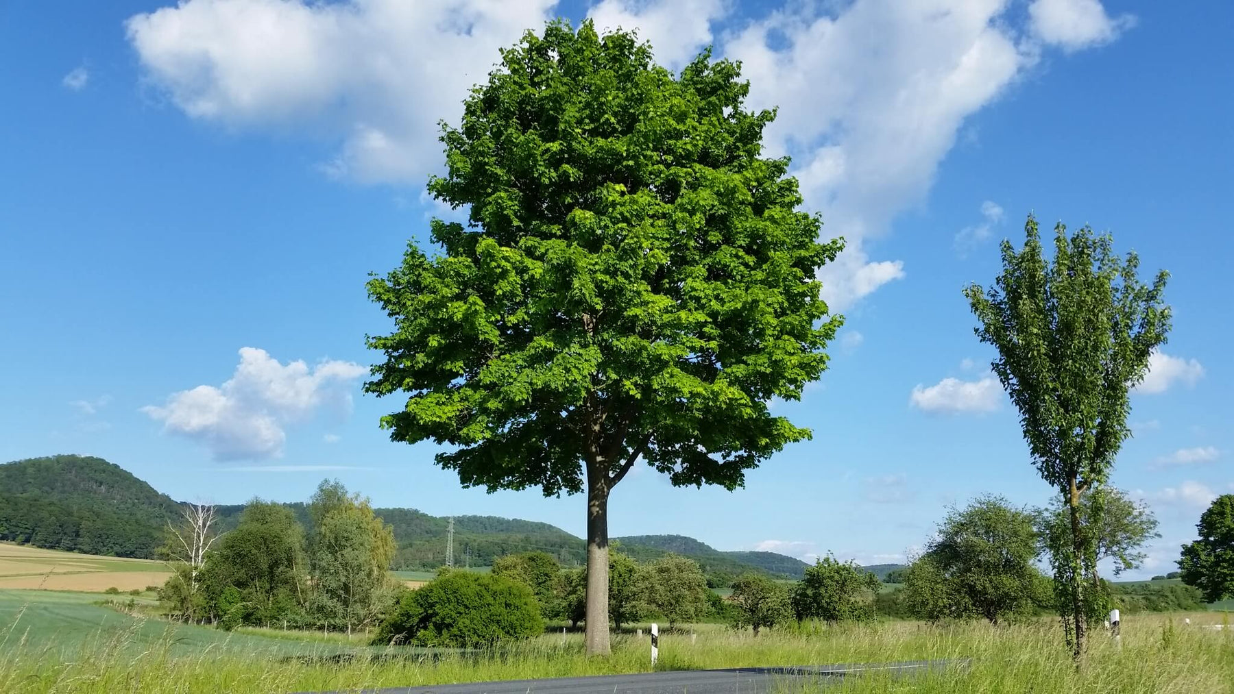 Große Gartenbäume