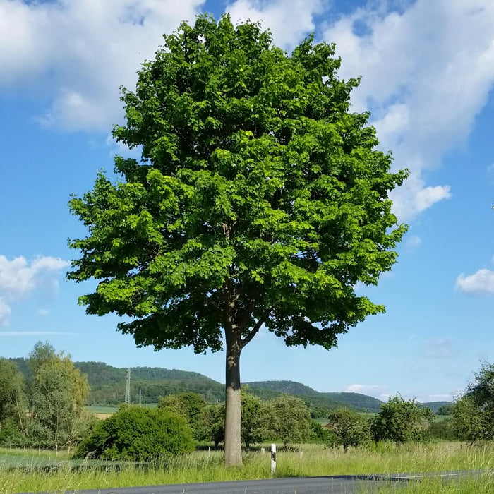 Große Gartenbäume