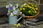 Blumenzwiebeln