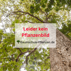 Stauden für Steingärten