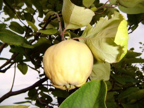 Quitten als Obst
