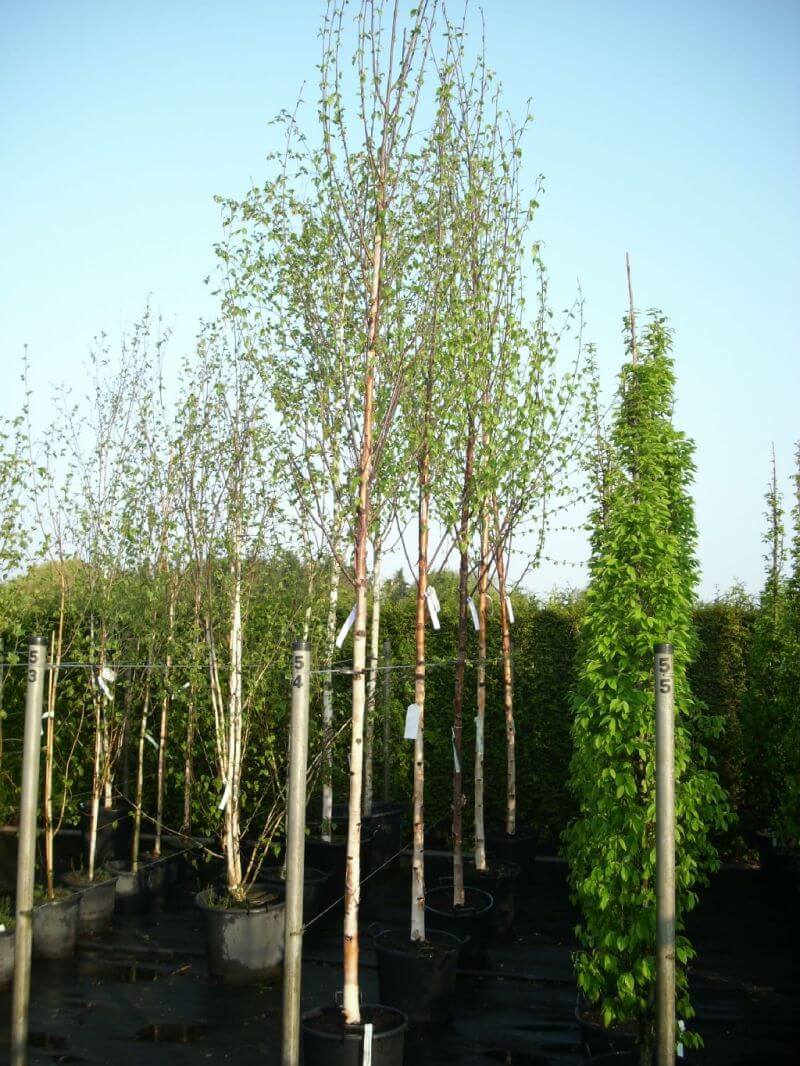 betula-jacquemontii