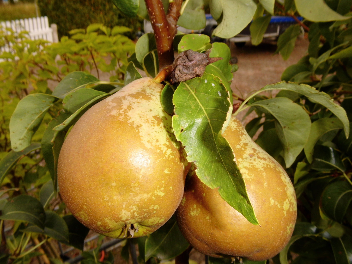 Säulenobst