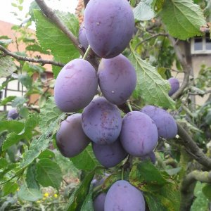 Pflaumen und Zwetschen als Obst