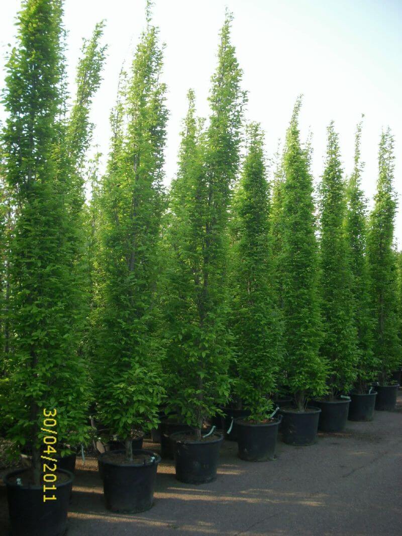 carpinus-betulus-fastigiata