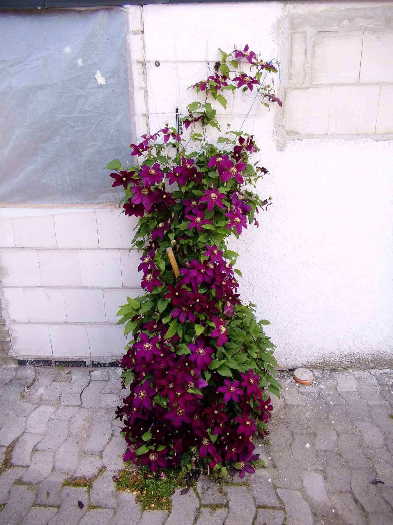 Clematis-Neuheiten