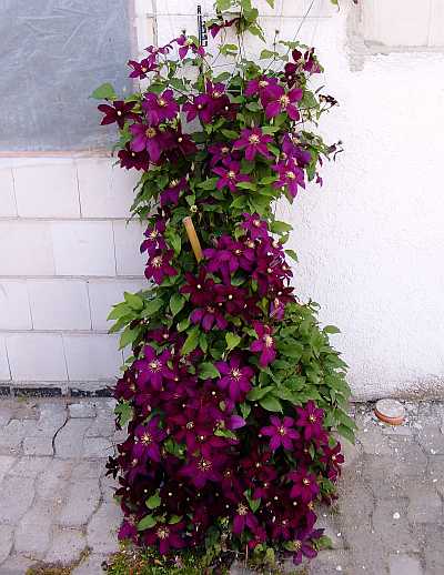 Clematis