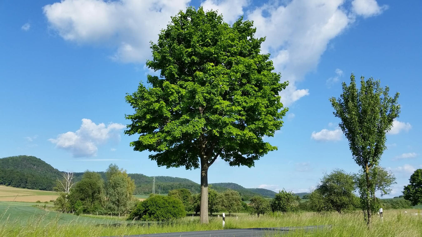 Grosse Gartenbäume