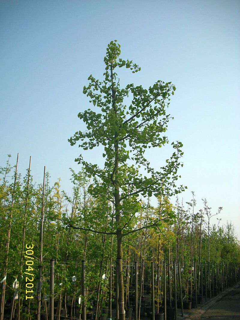 ginkgo-biloba-hochstamm-StU-12-14cm