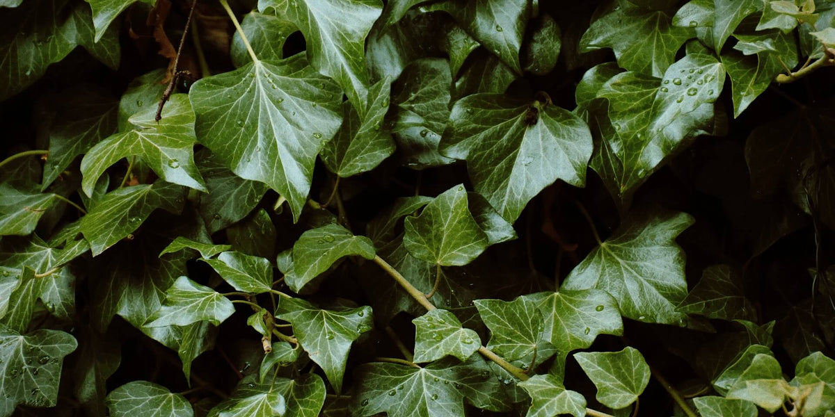 farn asplenium Nestfarn Asplenium Parvati  Zimmerpflanze inkl. Ziertopf Vibes Fold
