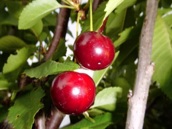 Kirschen als Obst