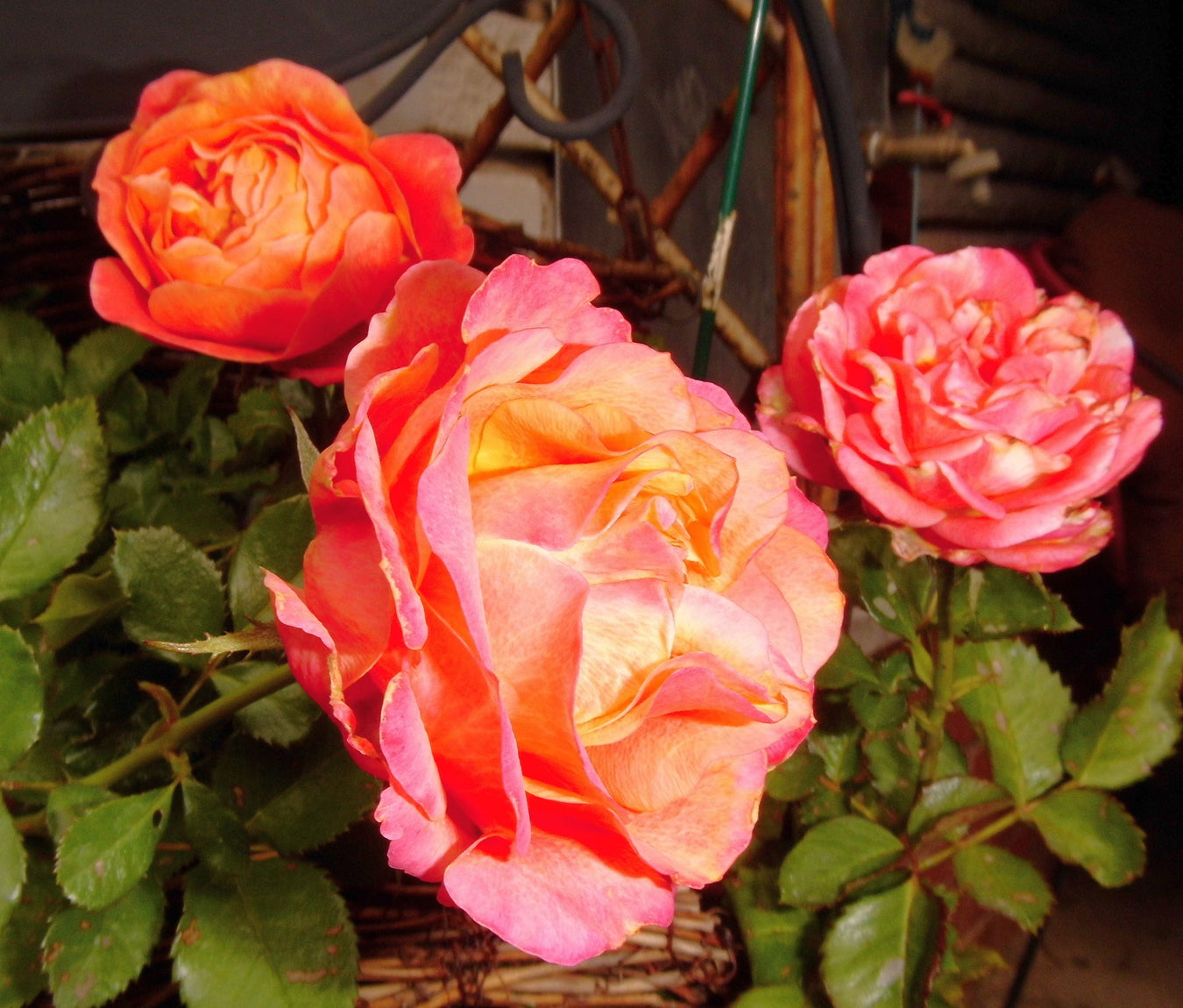 Rosen für jeden Garten