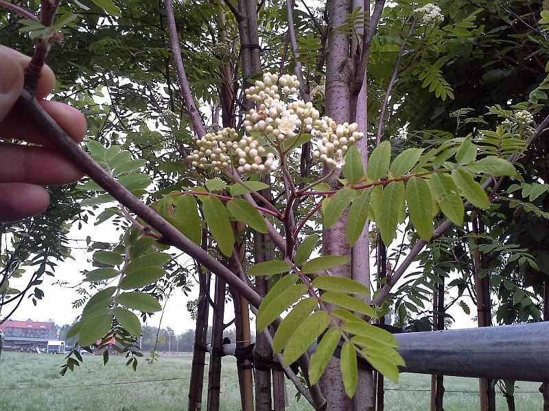 sorbus-aucuparia-edulis-bluete