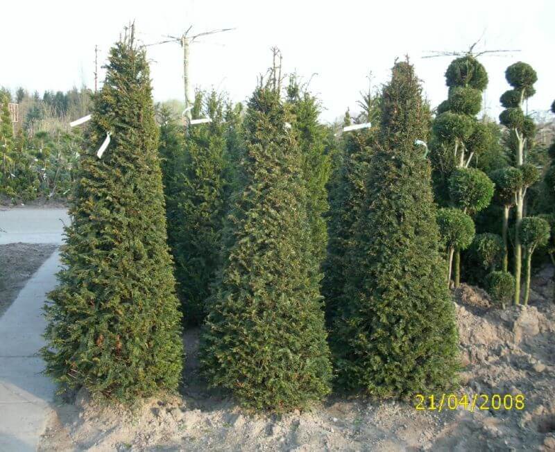 taxus-baccata-eiben-pyramiden-175cm