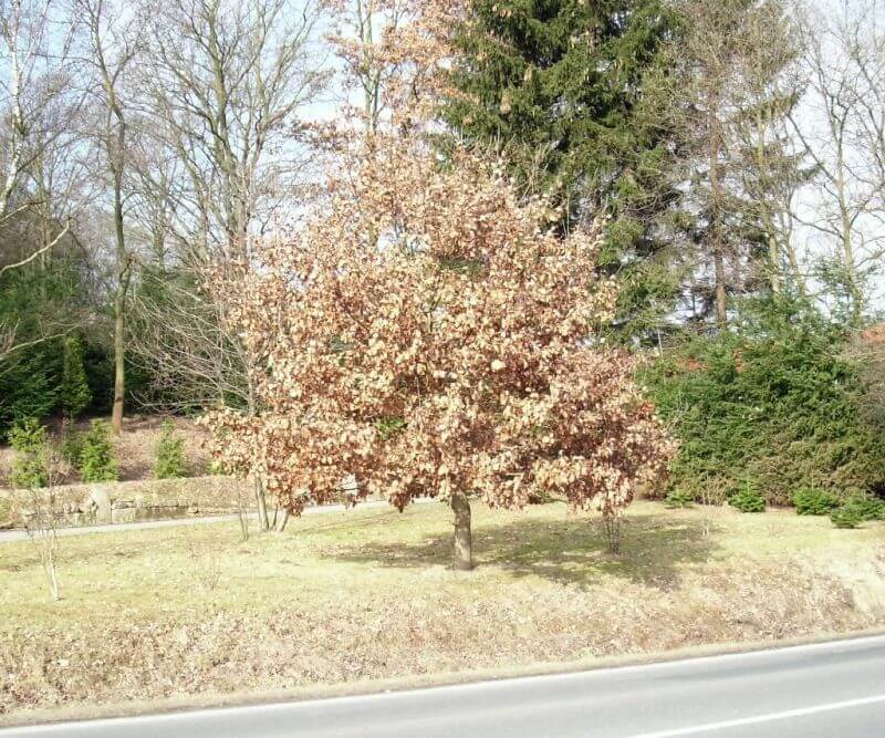 traubeneiche-quercus-petraea