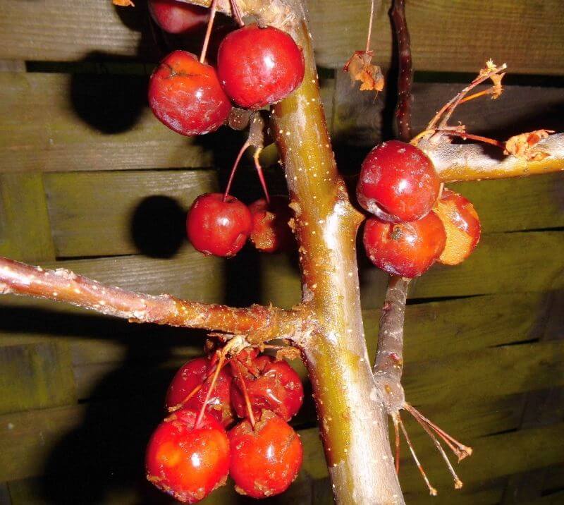 zierapfel-red-sentinel-frucht