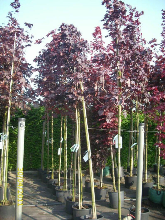 acer-platanoides-royal-black