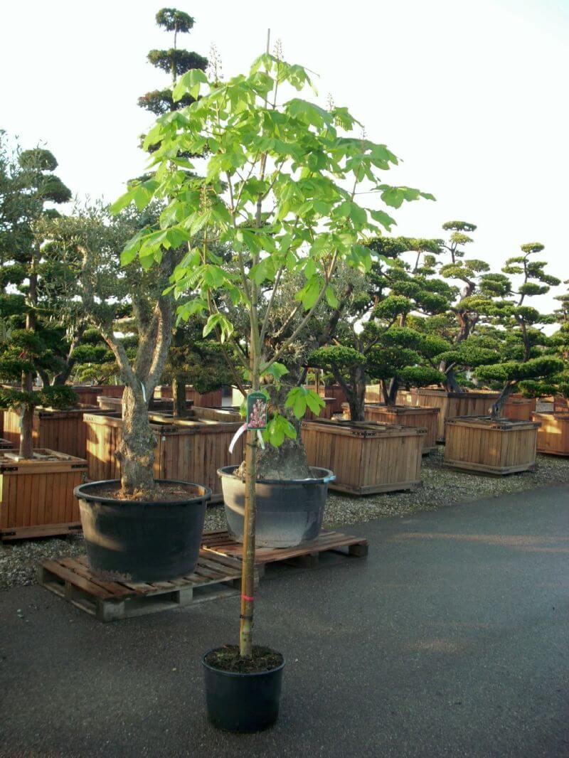 aesculus-carnea-briotii