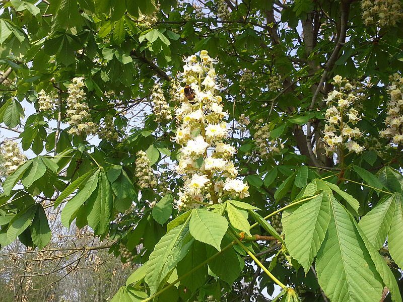 aesculus-hippocastanum-blueten