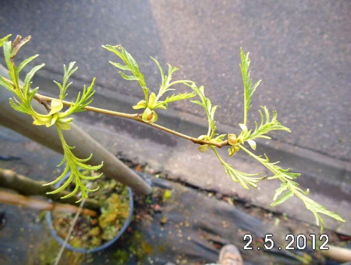 alnus-glutinosa-blatt