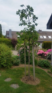 Apfelquitte Halbstamm