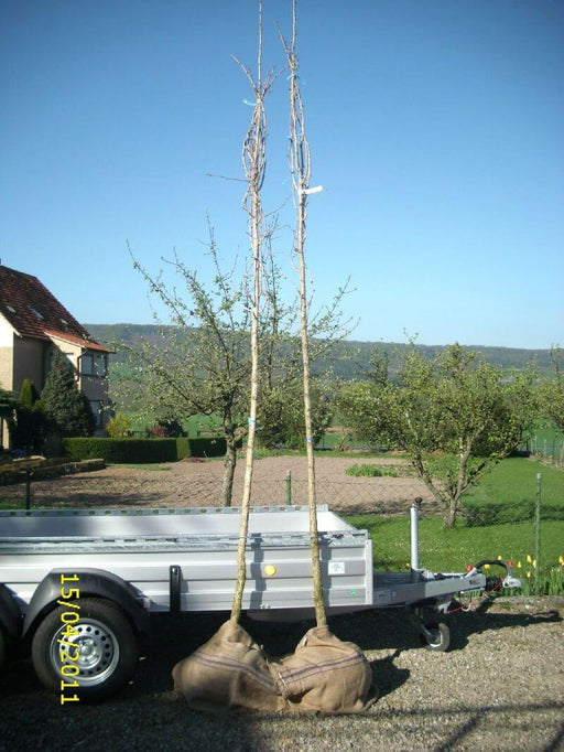 baumhasel-corylus-colurna-hochstamm