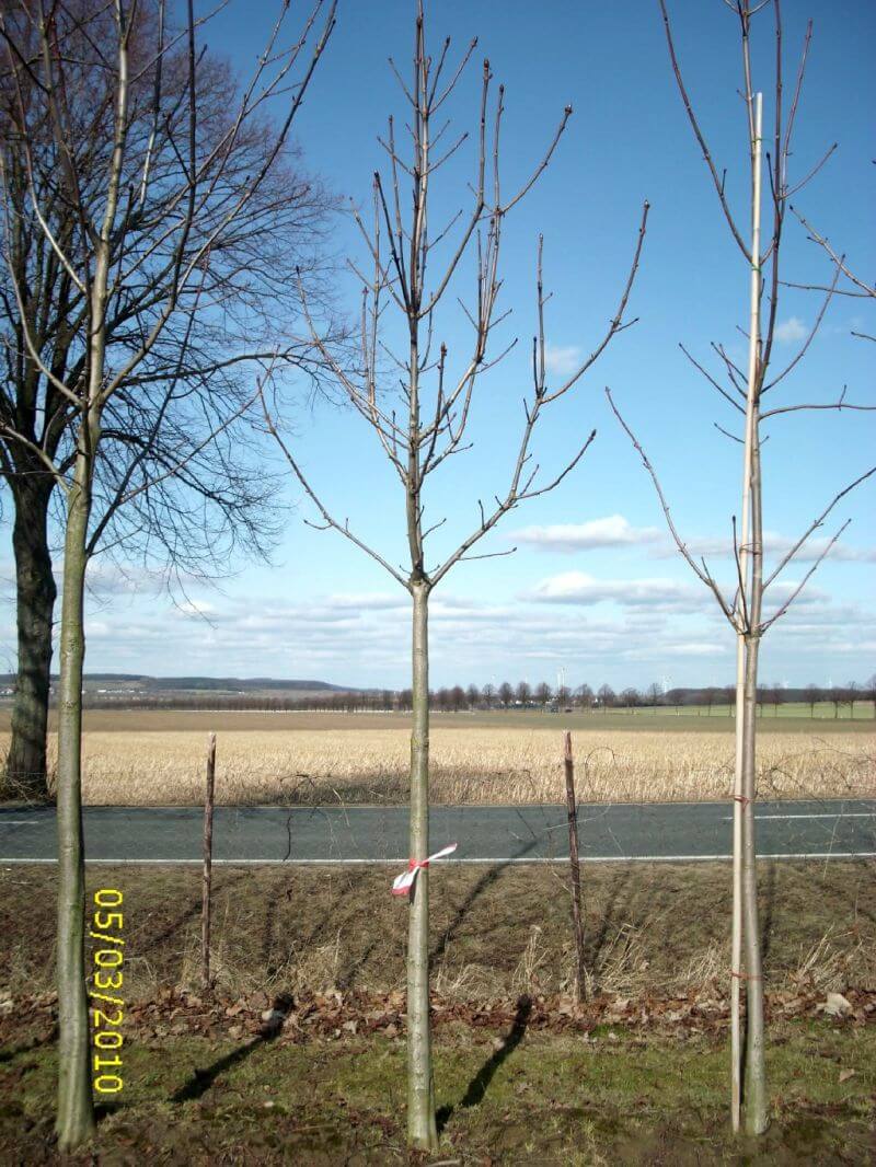baumlieferung-kastanienbaum-bmw-darmstadt