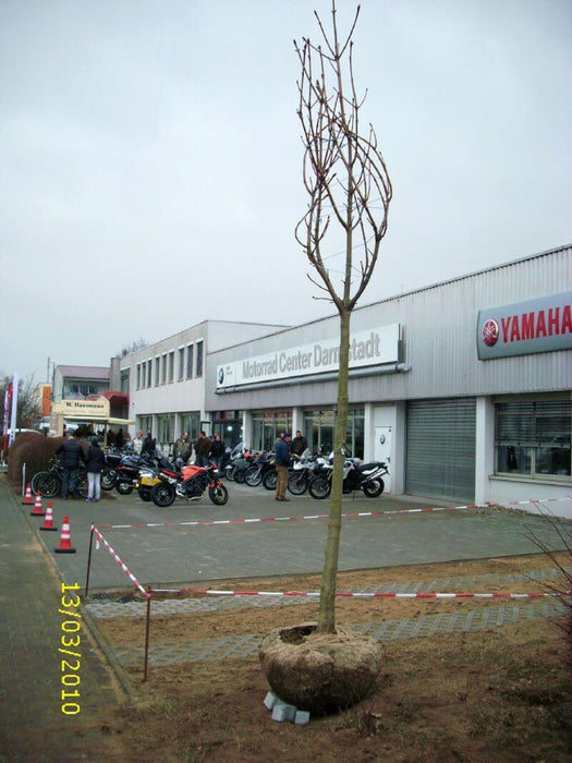 baumlieferung-kastanienbaum-bmw-darmstadt