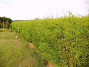 baumzypressen-als-hecke