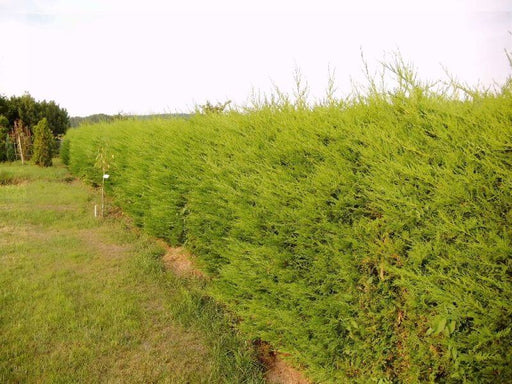 baumzypressen-als-hecke