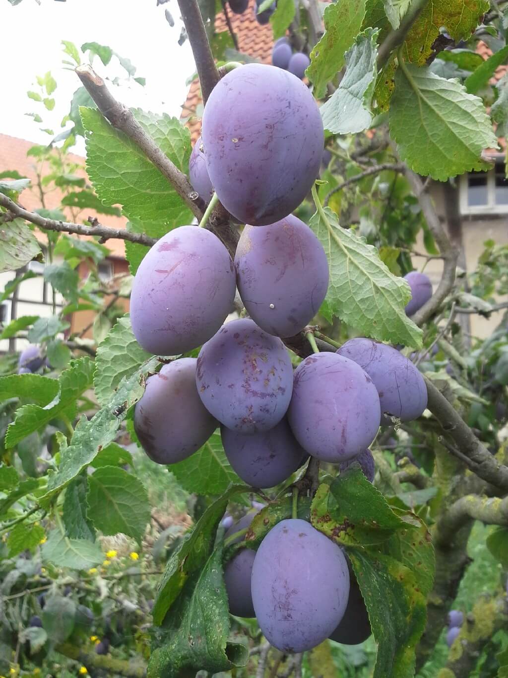 Alte und neue Obstsorten Pflaumenbäume und Zwetschgenbäume — Baumschule