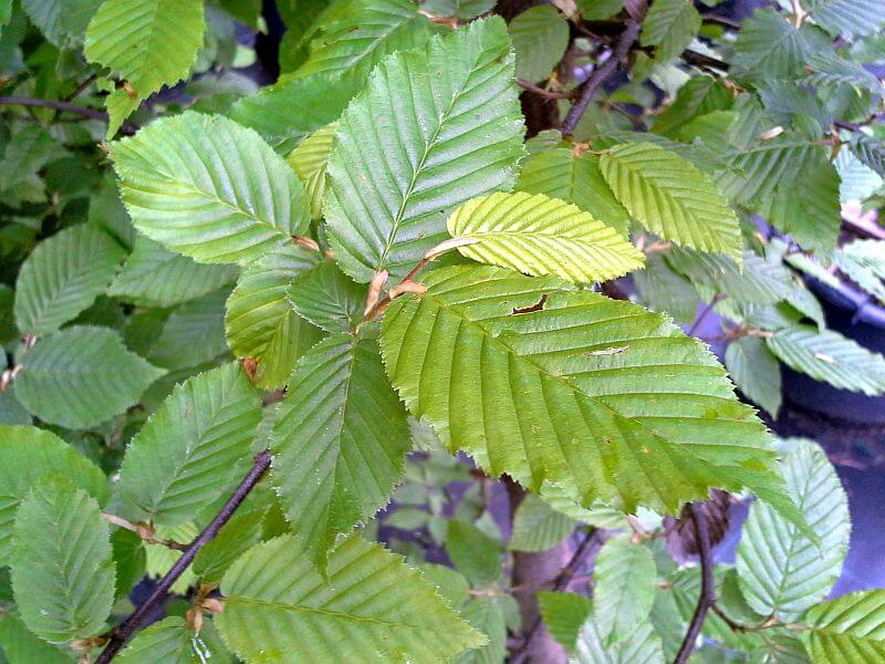 carpinus betulus-blatt