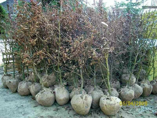 carpinus-betulus-hainbuche