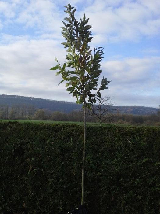 castanea-sativa-hochstamm